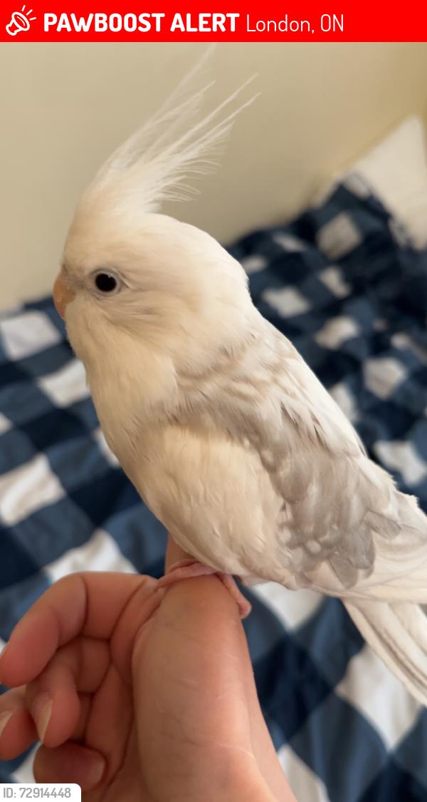 Lost Male Bird last seen Jalna , London, ON 