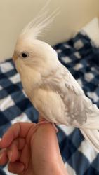 Lost Male Bird last seen Jalna , London, ON 