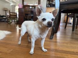 Reunited Male Dog last seen Ethel Ave & Erwin St by Valley Glen Park, Los Angeles, CA 91401