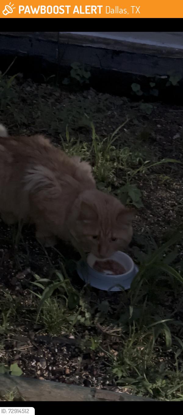 Found/Stray Unknown Cat last seen Corinth and Browder area, Dallas, TX 75215