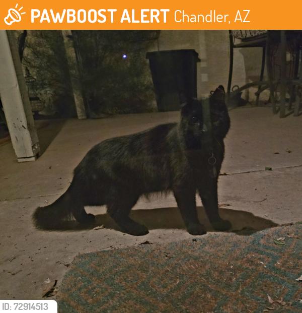 Found/Stray Unknown Cat last seen Dobson and Knox Chandler, Chandler, AZ 85224