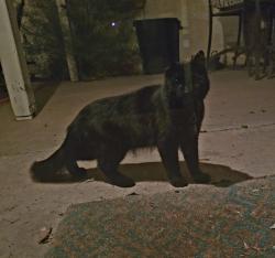 Found/Stray Unknown Cat last seen Dobson and Knox Chandler, Chandler, AZ 85224