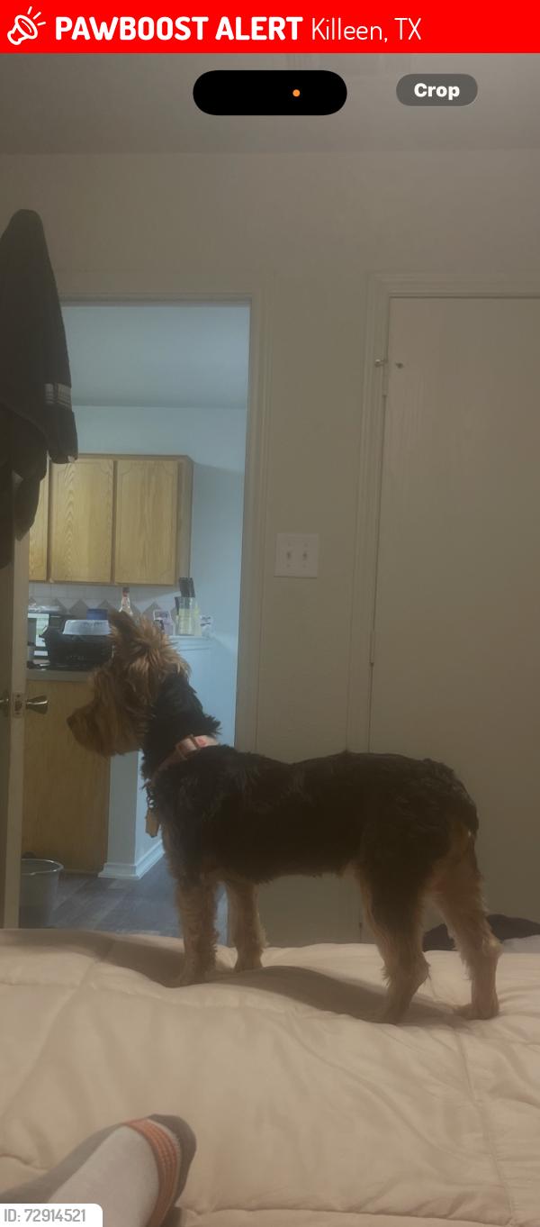 Lost Female Dog last seen Elms rd , Killeen, TX 76542