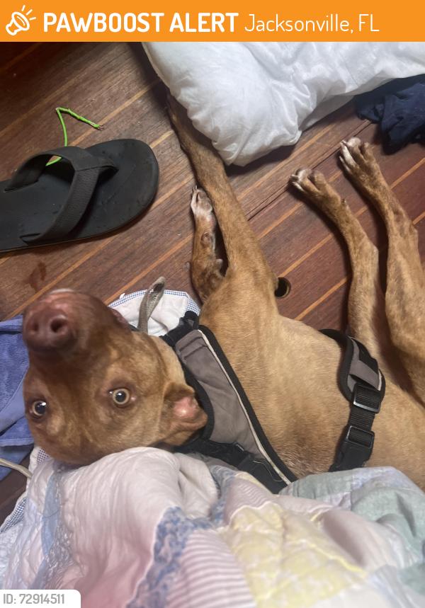 Found/Stray Female Dog last seen Buffalo food mart, Jacksonville, FL 32208