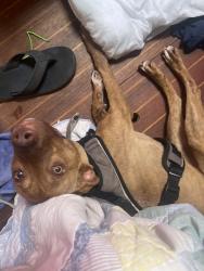 Found/Stray Female Dog last seen Buffalo food mart, Jacksonville, FL 32208