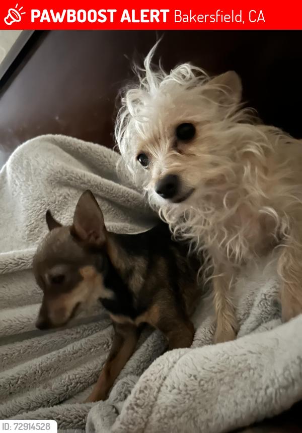 Lost Male Dog last seen N chester, Bakersfield, CA 93308