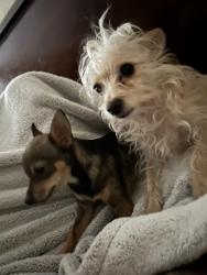 Lost Male Dog last seen N chester, Bakersfield, CA 93308
