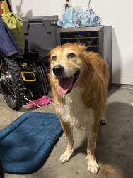 Reunited Unknown Dog last seen Near Belleaire Dr, Knoxville, TN 37934, USA, Knoxville, TN 37934