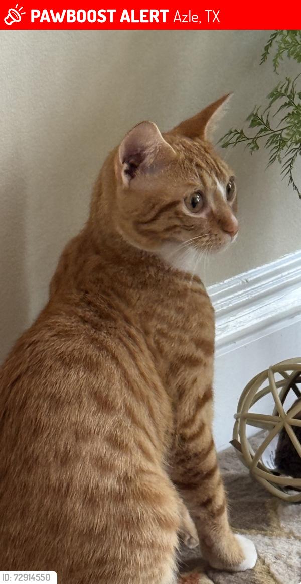 Lost Female Cat last seen The Pines RV Park, Azle, TX 76020