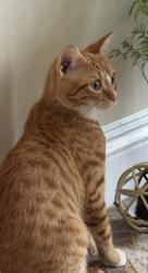 Lost Female Cat last seen The Pines RV Park, Azle, TX 76020