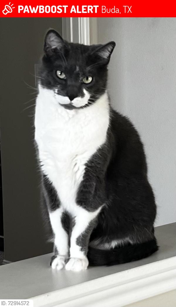 Lost Male Cat last seen Wapiti , Buda, TX 78610