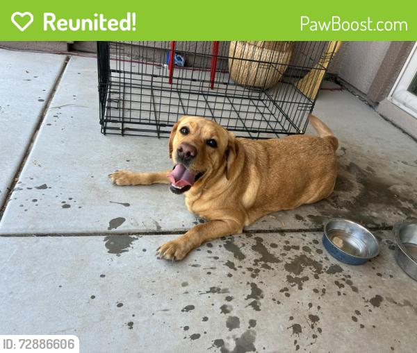 Reunited Female Dog last seen Madeira canyon park, Henderson NV, Henderson, NV 89044