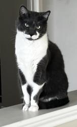Lost Male Cat last seen Wapiti , Buda, TX 78610