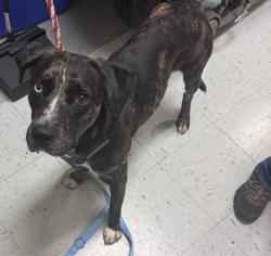 Found/Stray Male Dog last seen Keen Rd four oaks nc, Four Oaks, NC 27524