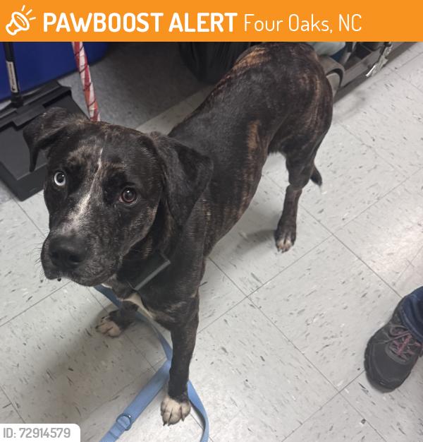 Found/Stray Male Dog last seen Keen Rd four oaks nc, Four Oaks, NC 27524