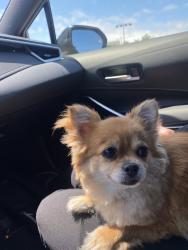 Reunited Unknown Dog last seen 7th and Jackson, Oakland, CA, Oakland, CA 94607