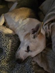 Lost Female Dog last seen Maybe and Whittingham, Valley, NE 68064