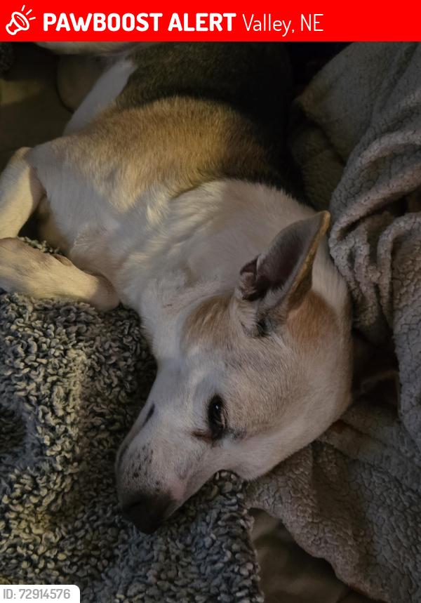 Lost Female Dog last seen Maybe and Whittingham, Valley, NE 68064