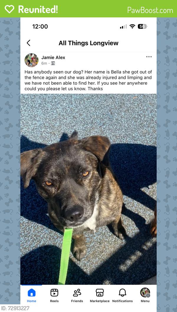 Reunited Female Dog last seen Reel road, Longview, TX 75604