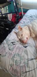 Reunited Male Dog last seen Nevada s.w, Warren, OH 44485