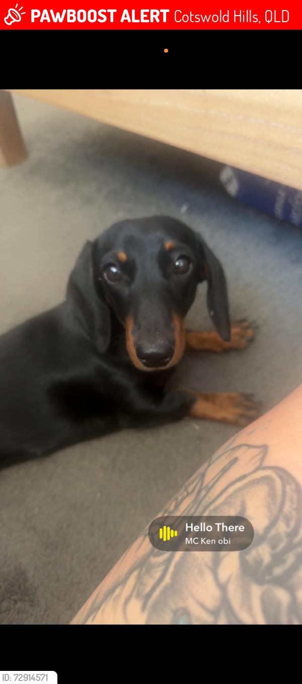 Lost Female Dog last seen Tallowwood bvd, Cotswold Hills, QLD 