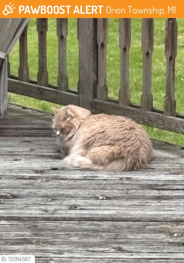 Found/Stray Unknown Cat last seen At my hse, Orion Township, MI 48360