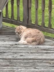 Found/Stray Unknown Cat last seen At my hse, Orion Township, MI 48360