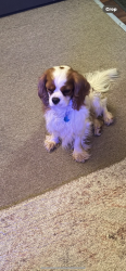 Reunited Male Dog last seen By brook road , Richmond, VA 23227