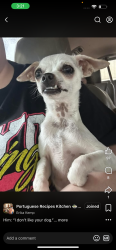 Lost Male Dog last seen Phillips 66 gas station , Gurdon, AR 71743