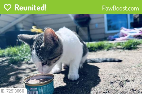 Reunited Female Cat last seen Ridgeview apmts, Loveland, CO 80538