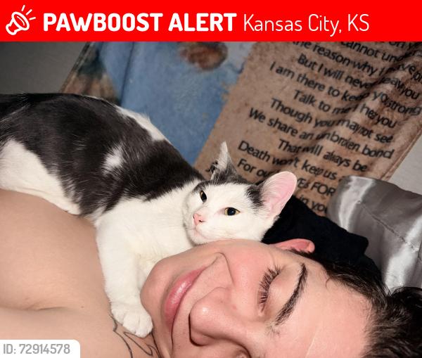 Lost Male Cat last seen N/a, Kansas City, KS 66102