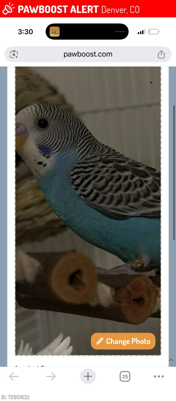 Lost Male Bird last seen Downtown Denver , Denver, CO 80290