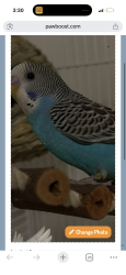 Lost Male Bird last seen Downtown Denver , Denver, CO 80290