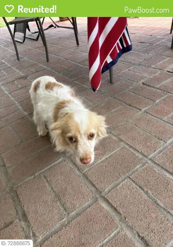 Reunited Unknown Dog last seen Central and Nottingham near Alcott Elementary, Riverside, CA 92506