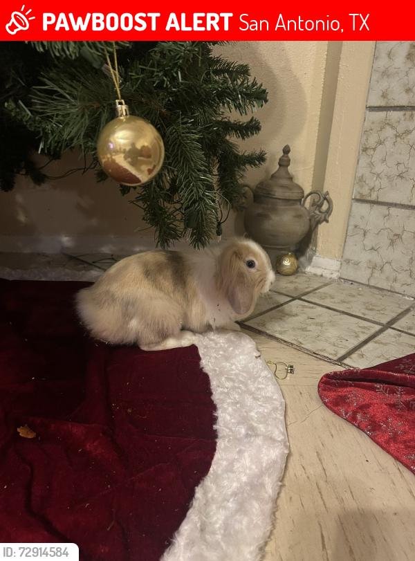 Lost Male Rabbit last seen By Babcock and Prue Rd 78240, San Antonio, TX 78240