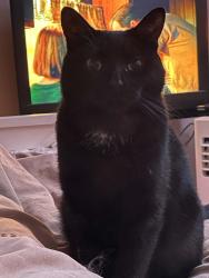 Lost Male Cat last seen Dunsmure and Main Street east, Hamilton, ON L8M 2X4