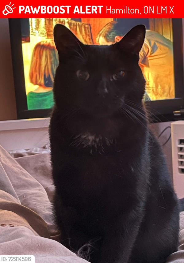 Lost Male Cat last seen Dunsmure and Main Street east, Hamilton, ON L8M 2X4