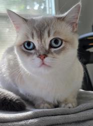 Reunited Female Cat last seen Near 180th St SW, Lynnwood, WA 98037, Lynnwood, WA 98037