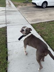 Found/Stray Male Dog last seen Crossgate park, Corpus Christi, TX 78413