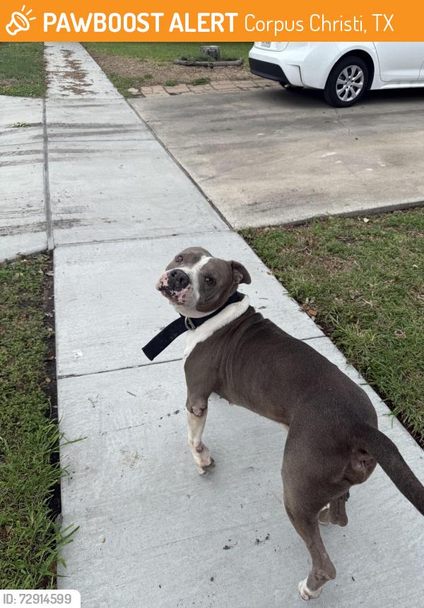 Found/Stray Male Dog last seen Crossgate park, Corpus Christi, TX 78413