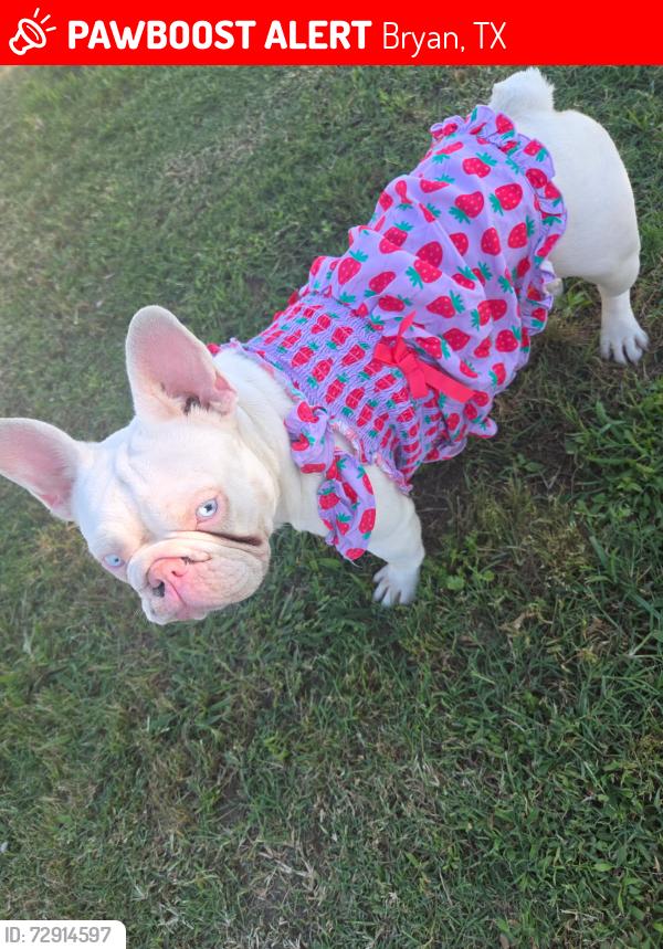 Lost Female Dog last seen Near standing rock road Bryan tx, Bryan, TX 77808