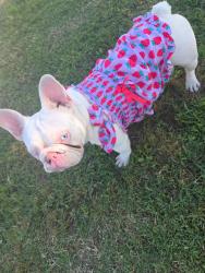 Lost Female Dog last seen Near standing rock road Bryan tx, Bryan, TX 77808