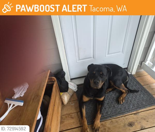 Found/Stray Female Dog last seen 80th east, Tacoma, WA 98404
