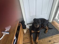 Found/Stray Female Dog last seen 80th east, Tacoma, WA 98404