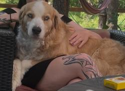 Reunited Male Dog last seen Garden of God's, Colorado Springs, CO 80829