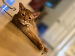 Reunited Male Cat last seen Jefferson Street, Minneola Street and Fuller Road, Hinsdale, IL 60521