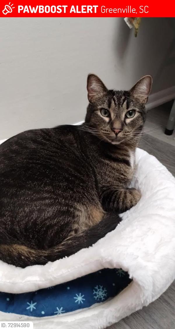 Lost Male Cat last seen stoneledge planation apt , Greenville, SC 29615
