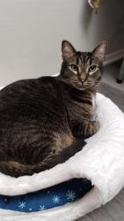 Lost Male Cat last seen stoneledge planation apt , Greenville, SC 29615
