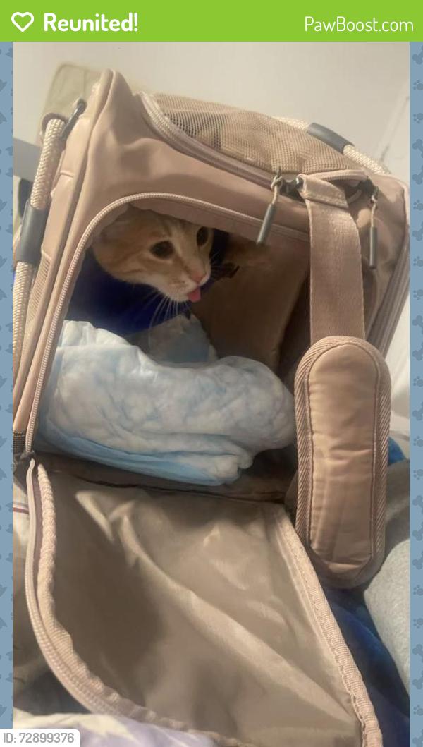 Reunited Female Cat last seen Near glenn st, Philadelphia, PA 19114