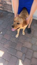 Found/Stray Male Dog last seen Black hill rd, Peoria, AZ 85383